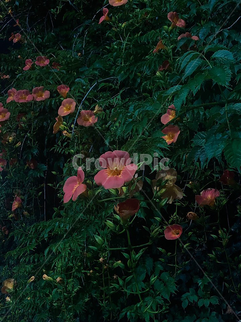 능소화,주황색,꽃,풀밭,여름