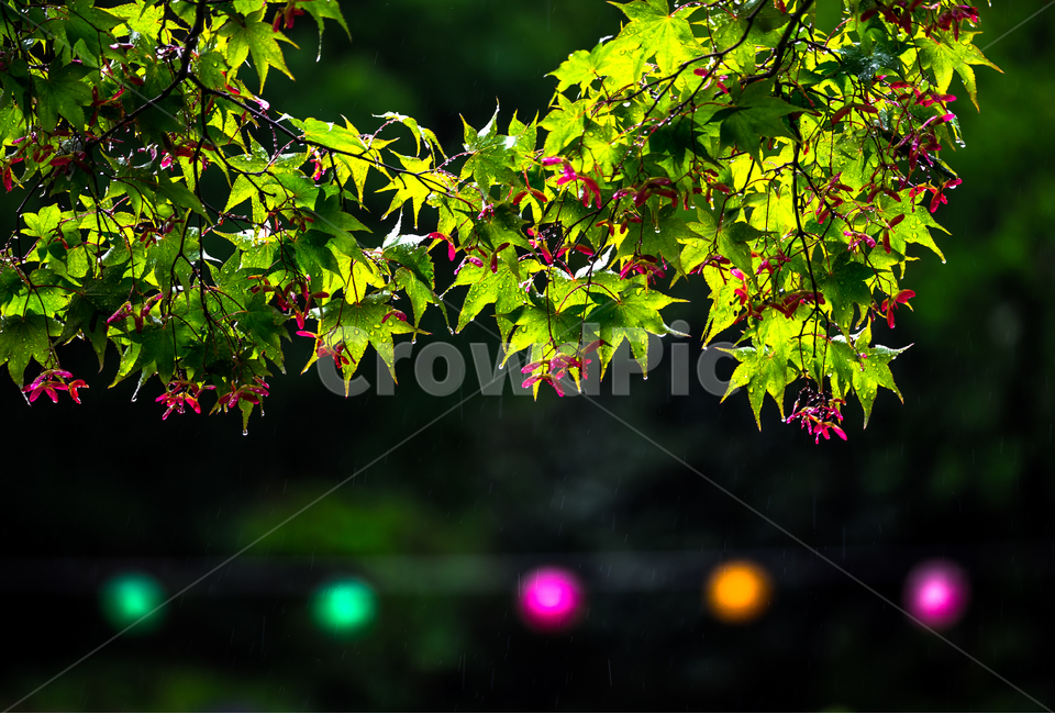단풍나무,단풍나무꽃,비,사찰풍경,식물,나무,자연,풍경,nature,landscape,식물,plants,leaf,잎,plant