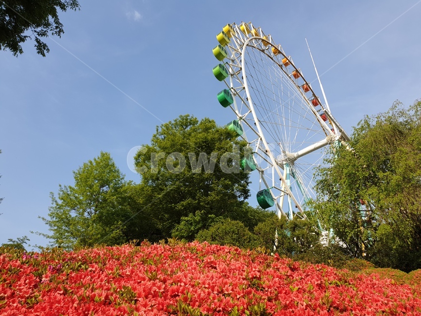 Amusement park,nature,tree,flower garden,flower,red,ferris wheel,grass