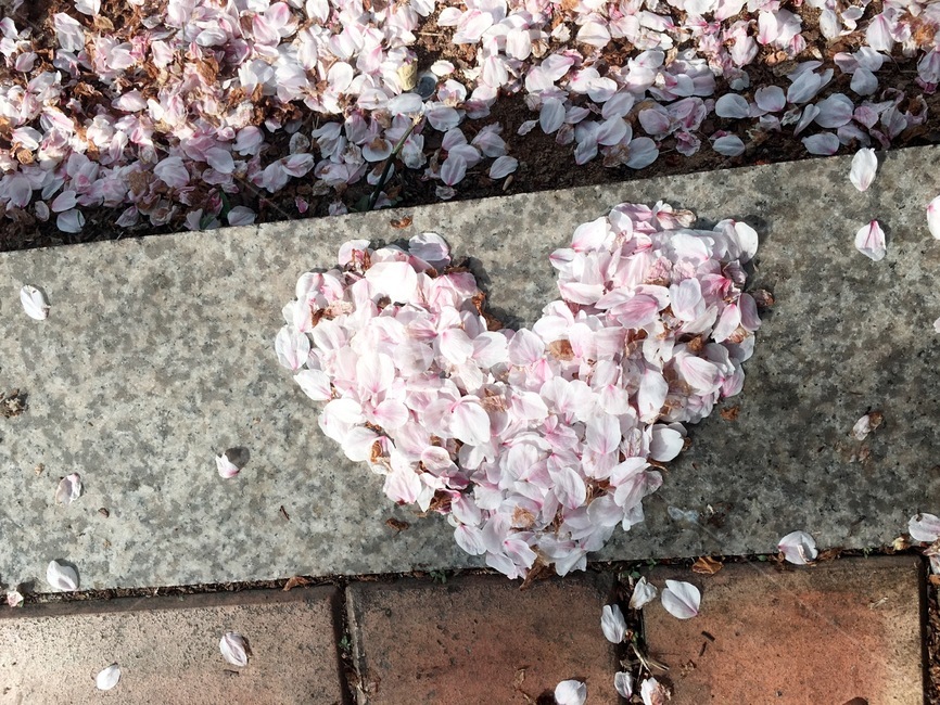 벚꽃,여의도한강,하트,꽃하트,꽃,봄,계절,spring,season,blossom,petal,꽃잎,plant,식물,flower