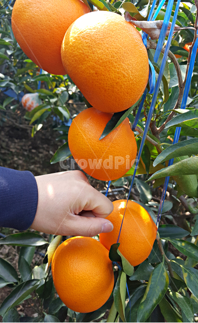 천혜향,감귤류과일,citrusfruit,food,음식,fruit,과일,plant,식물,produce,grapefruit,orange,주황색