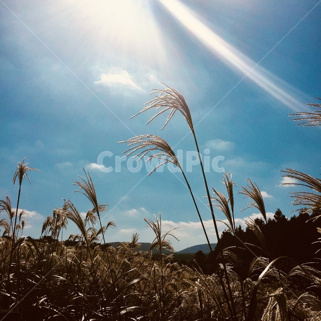 햇살,갈대,여름,태양,빛,따뜻함,하늘,자연,풍경,nature,landscape,plant,식물,grass,잔디,lawn