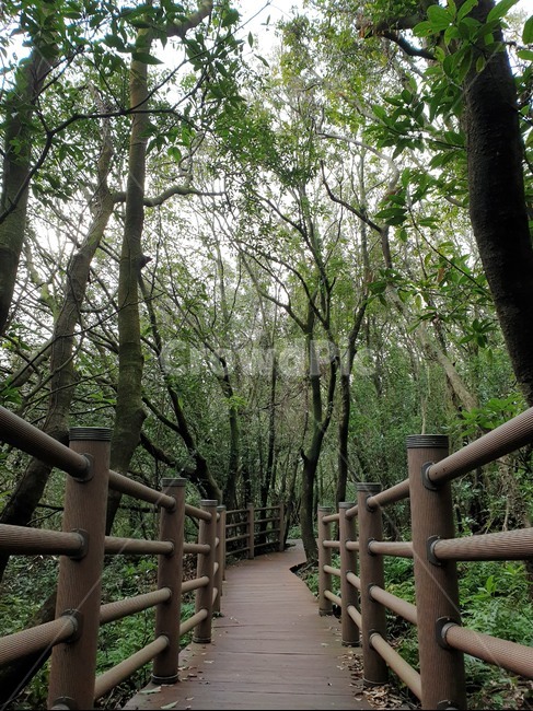 boardwalk,산책로,숲,녹색,green,forest