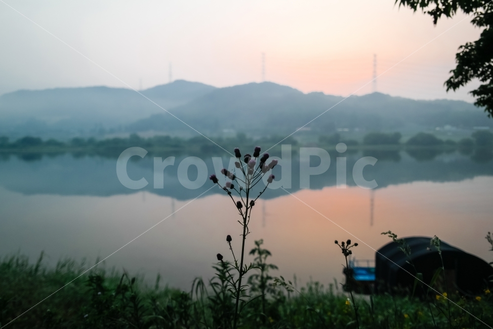 새벽,한강,하늘,꽃,일출,고요함,자연,풍경,nature,landscape,식물,plants,꽃,flower