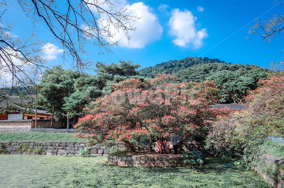 감성사진,자연,풍경,여름,꽃,자연,풍경,nature,landscape,한국자연풍경,한국자연경관,korea nature landscape,식물,plants,꽃,flower,나무,trees,wood,plant