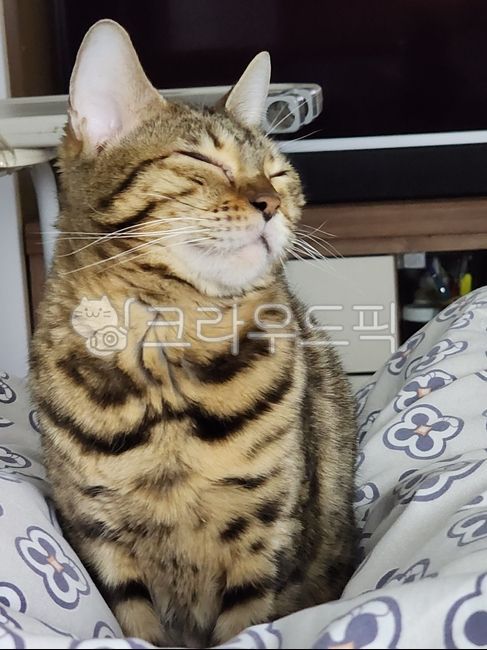 고양이,동물,포유류,웃고있는고양이,cat