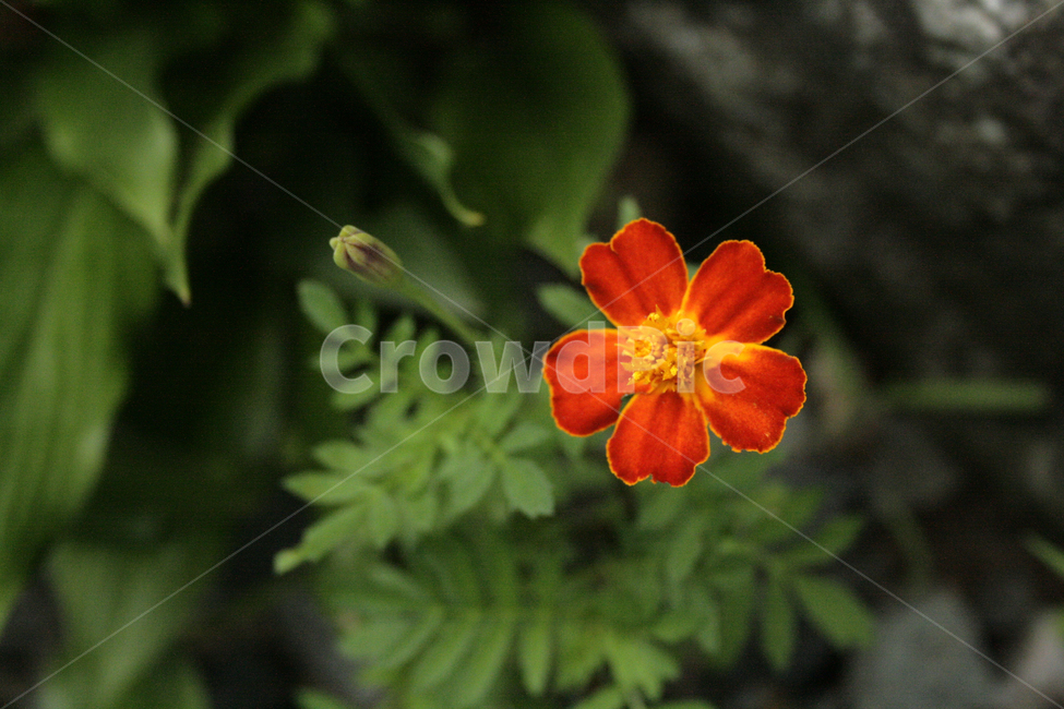 식물,flower,plants,nature,꽃,꽃봉오리,식물,자연,plants,nature,꽃,flower