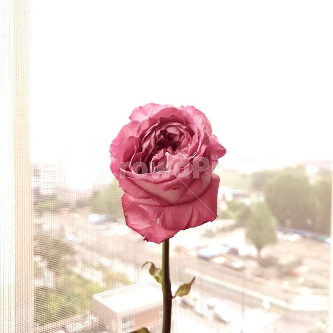rose,장미,plant,식물,blossom,flower,꽃,식물,자연,plants,nature,꽃,flower