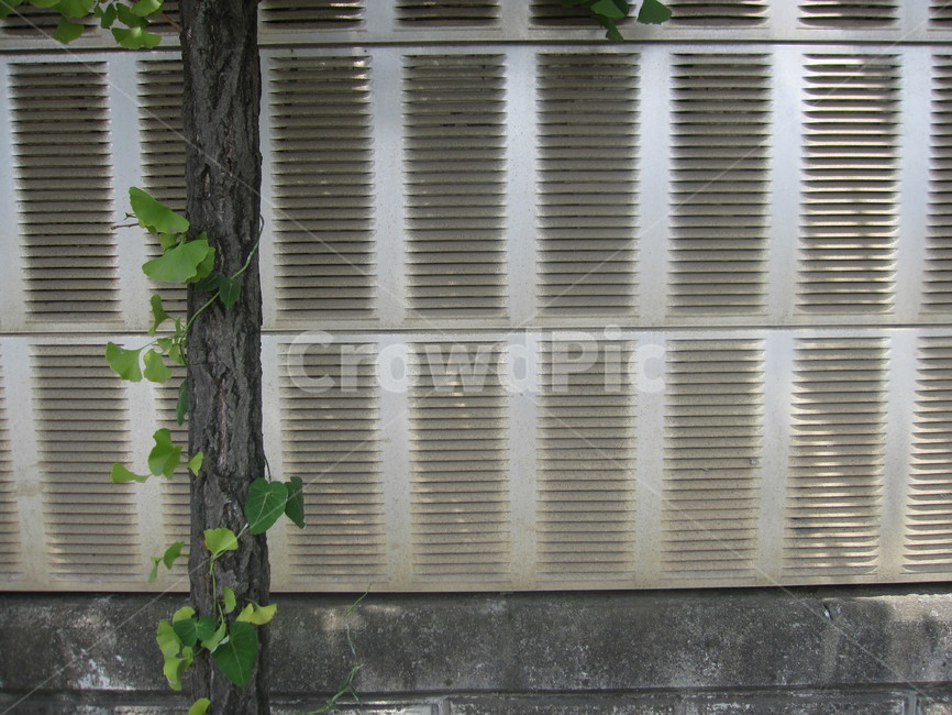 담벼락,벽,담,담쟁이,넝쿨,잎,식물,ivy,잎사귀,초록,식물,자연,plants,nature,나무,trees,wood