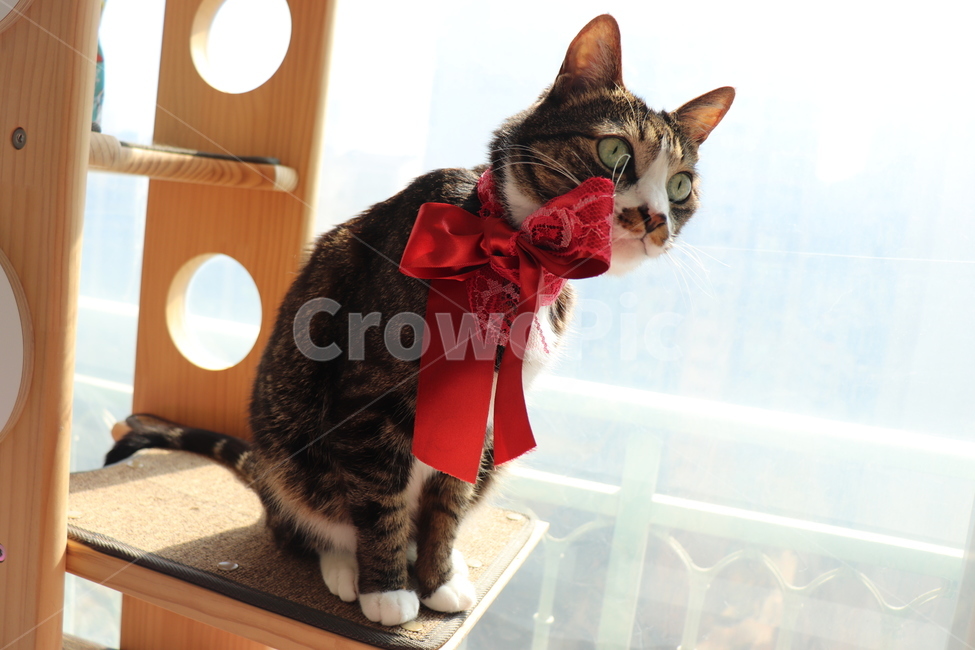 고양이,한국고양이,고등어,집사,cat,koreacat,pet,kitten,ribbon,red,리본,창문,window,동물,animal,포유류,mammal,고양이,cat,kitten,kitty