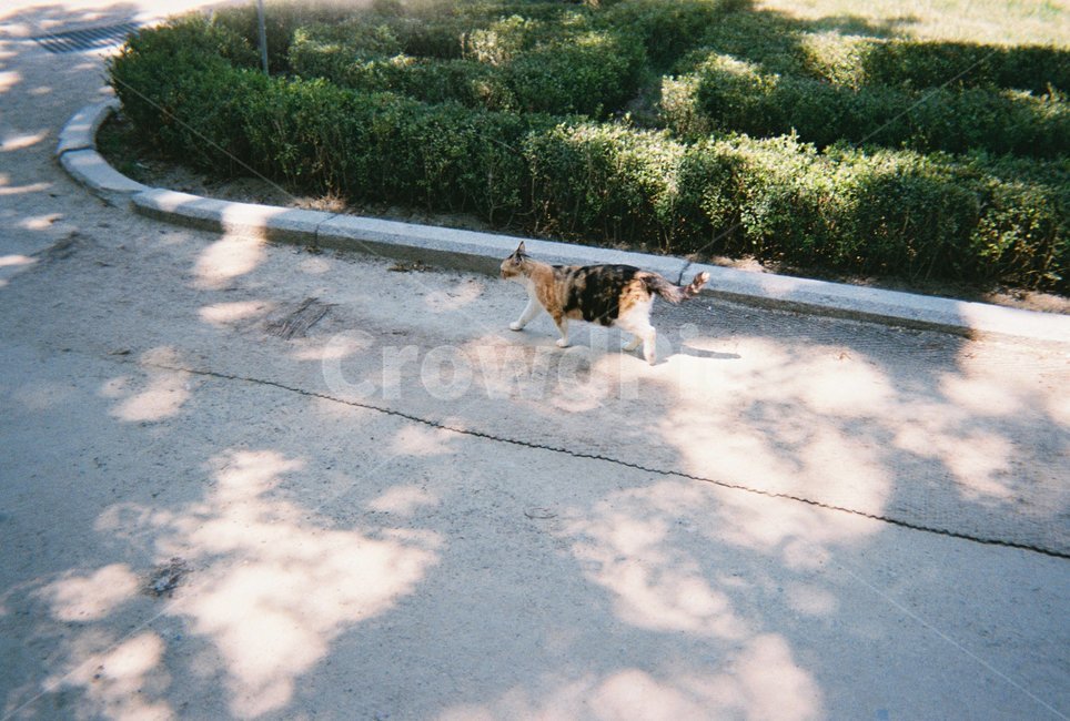 동물,고양이,자연,cat,pet,동물,animal,포유류,mammal,고양이,cat,kitten,kitty