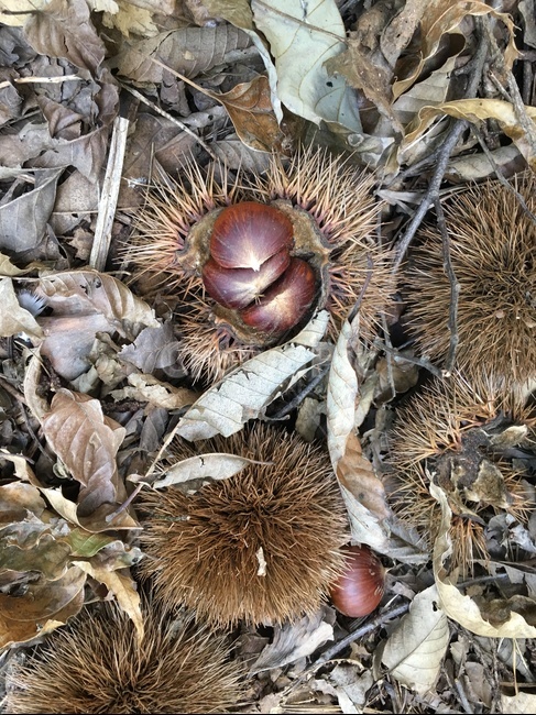 plant,식물,밤,밤송이,밤나무,가을,자연,풍경,가을,계절,fall,autumn,season,과일,열매,fruit