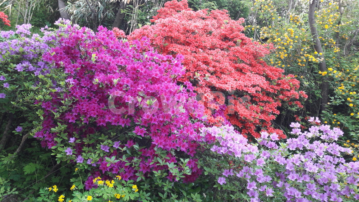 꽃,자연,봄,여름,화려,화사