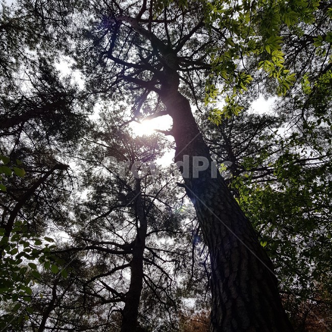 flare,플레어,light,빛,plant,식물,tree,나무