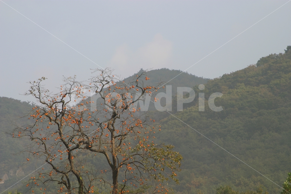 감나무,나무,자연,숲,산,가을,감,음식,하늘,가을,계절,fall,autumn,season,자연,풍경,nature,landscape,한국자연풍경,한국자연경관,korea nature landscape,식물,plants,나무,trees,wood,plant,tree