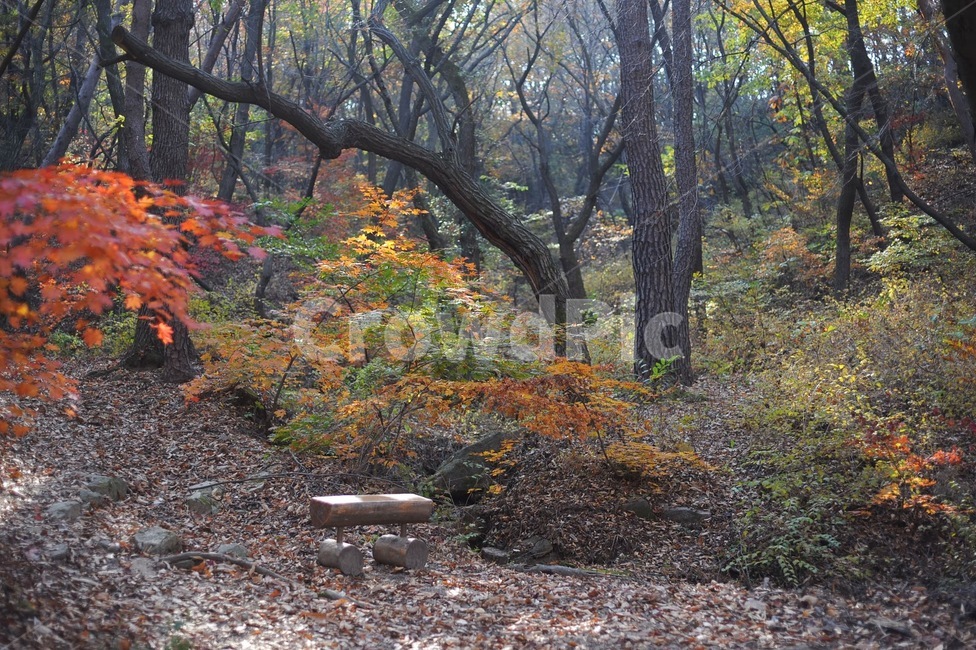 가을,단풍,산책길,감성,벤치,autumn,가을,계절,fall,autumn,season,ground,바닥,tree,나무,plant,식물,tree trunk,나무 줄기