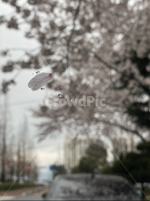 벚꽃잎,벚꽃,아웃포커싱,cherryblossom,raindrop,빗방울,rainy