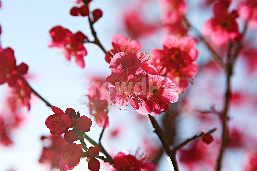홍매화,매화,꽃,봄꽃,붉은꽃,식물,자연,봄,봄,계절,spring,season