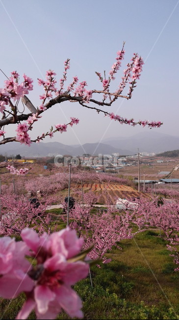 복숭아꽃,꽃,봄꽃,복숭아밭,자연