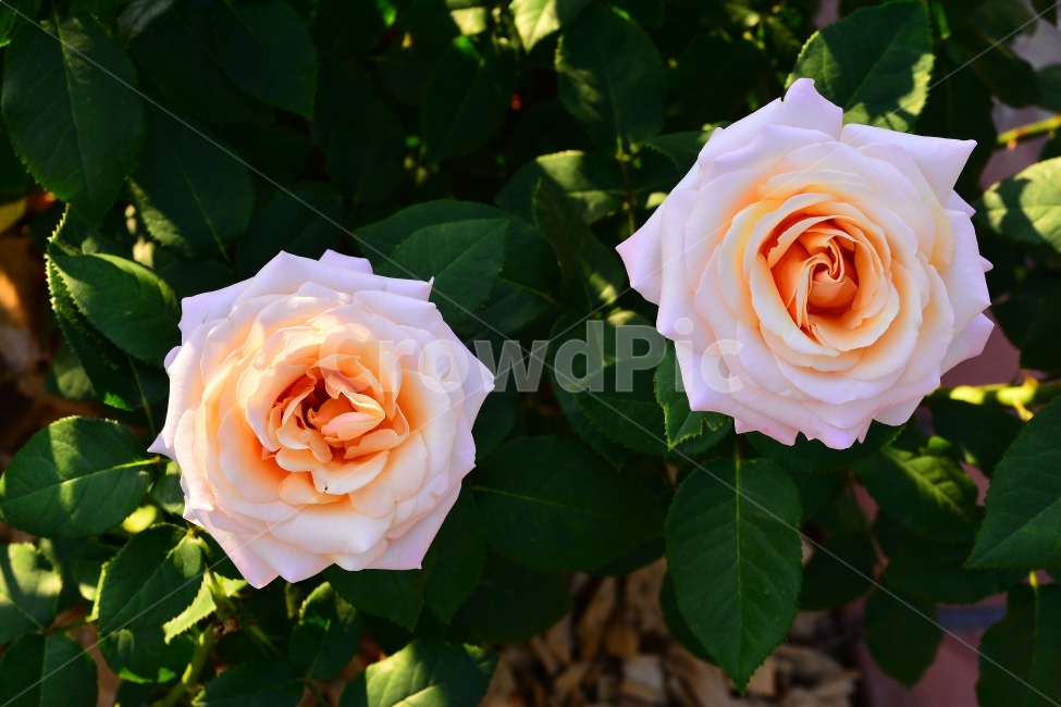 장미,로즈,ROSE,우아한,화려한,향기,향수,화장품,코스메틱,봄꽃,식물,시안,광고,디자인,디자이너,사보,카다로그,뉴스레터,브로셔,리플렛,잡지,홍보,마케팅,전단,출판,편집,sns,ebook,배경,화초,초록,녹색,green,5월의여왕,가시,엘레강스,장미원,장미축제,정원,가든,앞뜰,화단,공원,FLOWERS,GREEN,축제,나들이,5월,꽃잎,꽃송이,나무꽃,SPRING,PARK,둘,두송이,연분홍색,식물,자연,plants,nature,꽃,flower,색깔,색상,색채,색감,color sense,color sensitivity,feeling of color