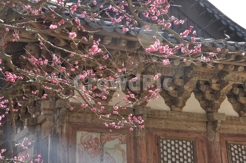 plant,식물,꽃,flower,기와
