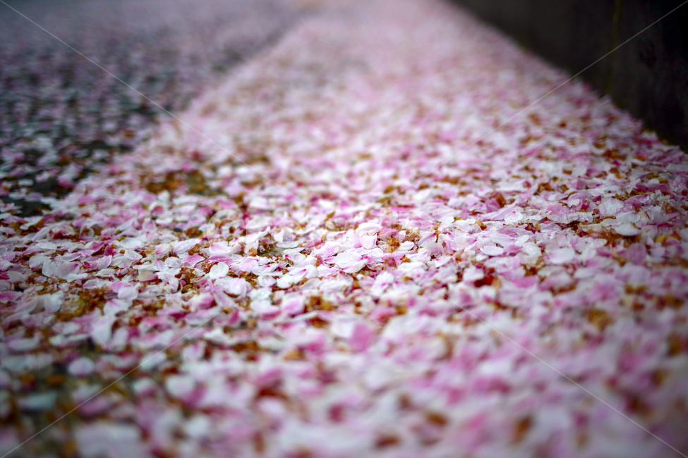 봄,벚꽃,꽃잎,분홍,spring,봄,계절,spring,season,꽃,flower,감성,sensible,feeling,blossom,petal,plant,식물
