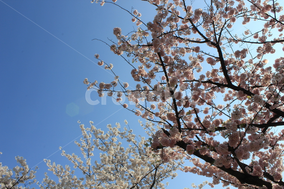 봄,벚꽃,꽃,나무,숲,분위기,자연,나뭇잎,플라워,하늘,파랑,핑크,핑크색,pink,흰색,화이트,tree