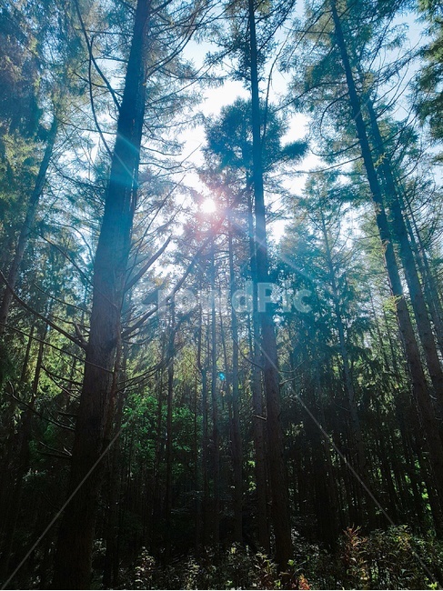 삼림,산림,숲,나무,예쁜나무,예쁜숲,분위기숲,빛,light,햇빛,sunlight,flare,플레어,감성,분위기