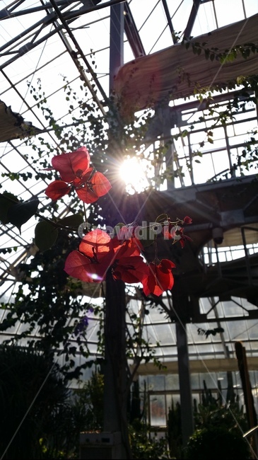 light,빛,flare,플레어,sunlight,햇빛,붉은,꽃,역광,식물,자연,plants,nature