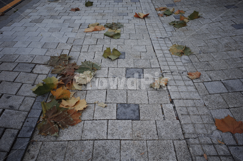 leaf,잎,walkway,보도,tree,나무,plant,식물,낙엽,가을,바람,인도,도로