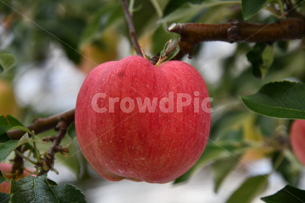 사과,과수원,과일,apple,plant,food,식품,fruit,식물,과일,열매,fruit
