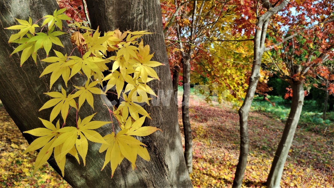 가을,엽록소,mapie,단풍,plant,식물,leaf,잎,tree,나무,가을,계절,fall,autumn,season,식물,자연,plants,nature,나무,trees,wood