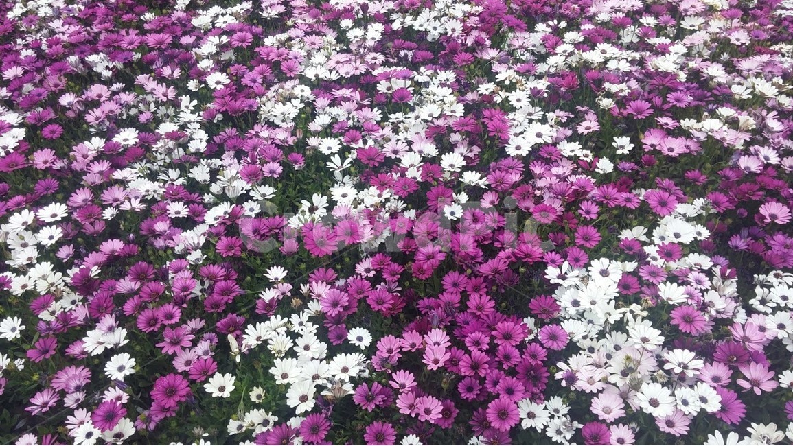 5월,꽃,보라꽃,분홍꽃,화사한,식물,자연,plants,nature,꽃,flower