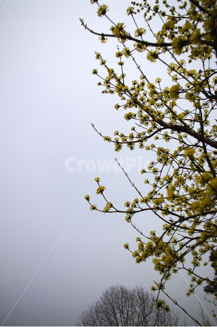 산수유,자연,nature,꽃,flower,나무,식물,plant,봄,spring,계절,봄,계절,spring,season,자연,풍경,nature,landscape