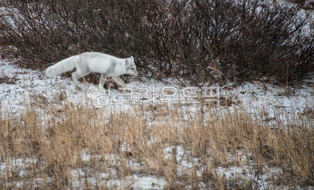 북극,arcticcircle,북극권,여우,북극여우,tundra,툰드라,nature,자연,outdoors,옥외,ice,얼음,동물,animal,눈,겨울