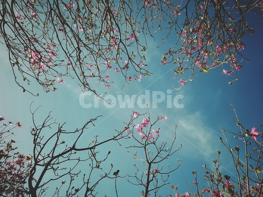 진달래,봄꽃,창포,하늘,하늘길,꽃길,몽환,푸르름,꽃향기,봄,계절,spring,season,자연,풍경,nature,landscape,plant,식물,tree,나무