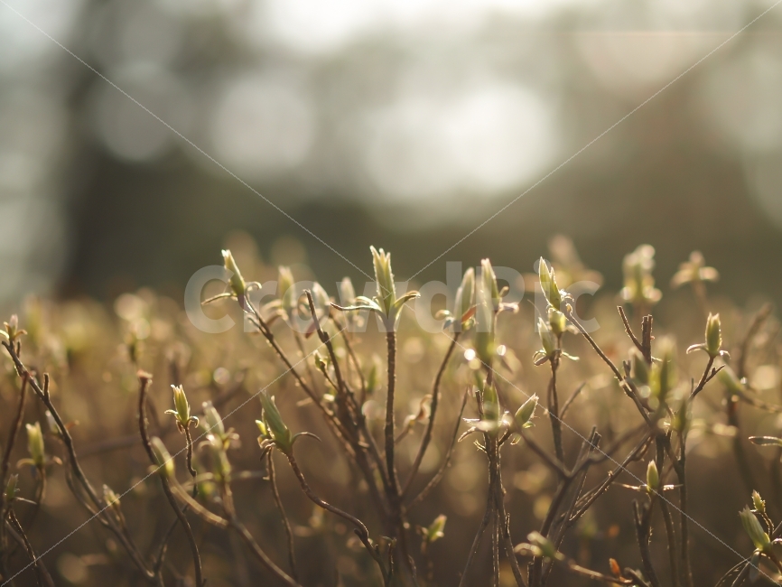 봄,시작,새출발,꽃,자연,아웃포커싱,풍경,사물,한국,서울,식물,자연,plants,nature,감성,sensible,feeling,봄,계절,spring,season,grass,잔디,plant