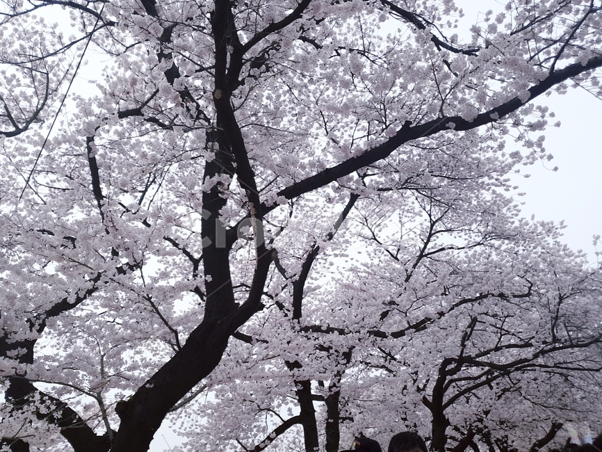 나무,벚꽃,식물,blossom,flower,봄,계절,spring,season,plant
