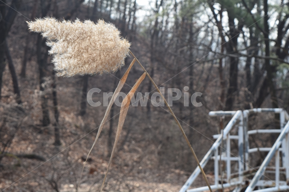 버들,가을,자연,겨울,홀로,식물,자연,plants,nature