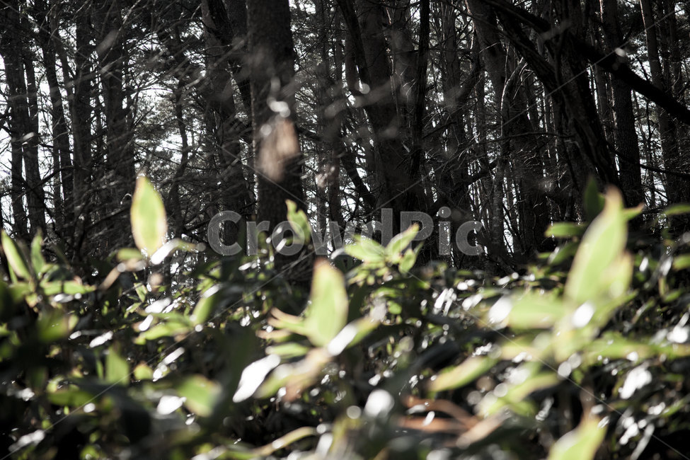 한라산,제주,산,겨울,자연,plant,식물,tree,나무,식물,자연,plants,nature,나무,trees,wood