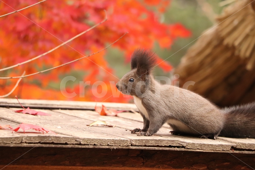 동물,청솔모,가을,단풍,사진,감성,다람쥐,가을,계절,fall,autumn,season,동물,animal,포유류,mammal,kangaroo,캥거루,wallaby,왈라비