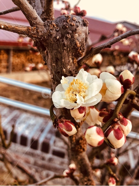 pollen,화분,plant,식물,매화,매화꽃,매화나무,봄