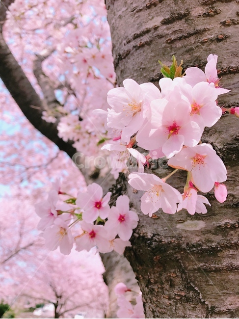 제주도,벚꽃만개,핑크색벚꽃,화창함,감성사진,jejudo,cherryblossoms,sakura,pink,식물,자연,plants,nature,꽃,flower