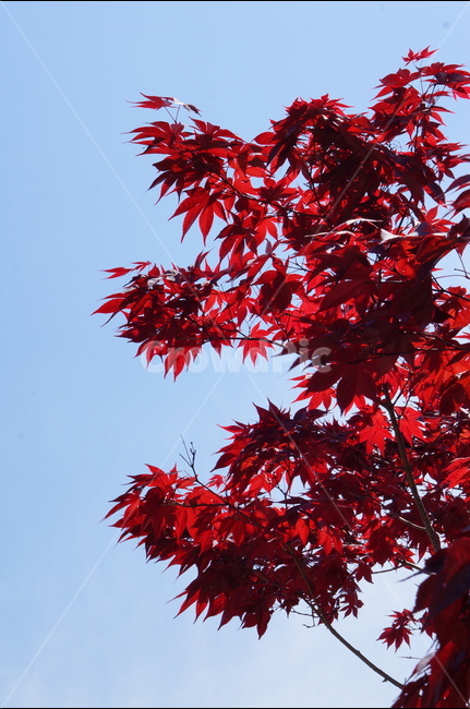 홍단풍,자주,구름,봄,파랑,가을,계절,fall,autumn,season,식물,자연,plants,nature,leaf,잎,plant,tree,나무,maple,단풍