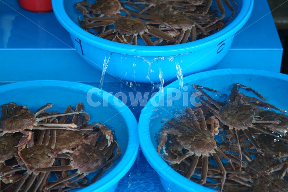 수산시장,생선,대게,홍게,시장,항구,생선회,음식,식재료,요리,food,cook,meal,dishes,food reserves,수산물,해산물,fishery products,seafood
