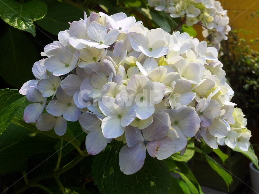 꽃,자연,푸르름,풀,식물,수국,식물,자연,plants,nature,꽃,flower