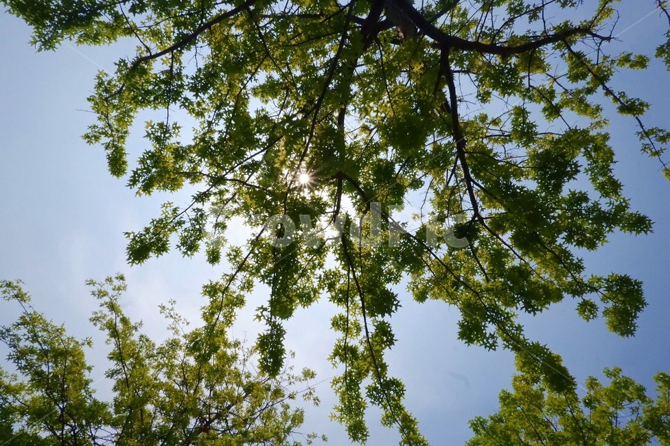 맑은하늘,봄날씨,나무아래,sky,하늘배경,햇살,따뜻함