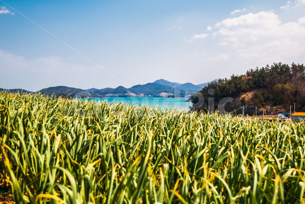하늘,풍경,여행,마늘밭,바다,백일도,자연,풍경,nature,landscape,휴식,힐링,rest,relaxation,healing,field,들