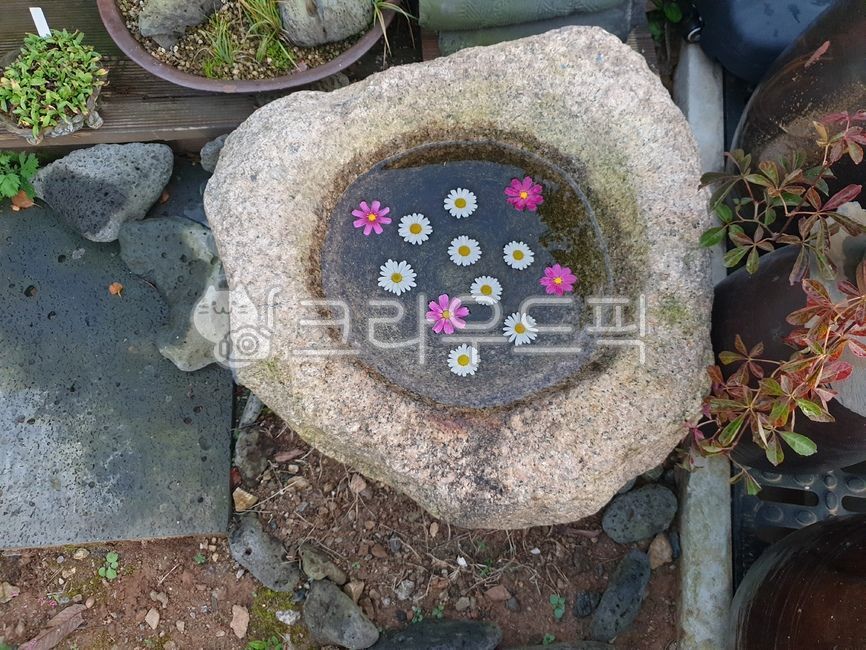 head,fishbowl,white flower,pink flower,calyx,stone mortar