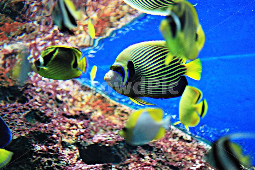 물고기,아쿠아리움,수족관,물,어패류,동물,animal,어류,물고기,fish
